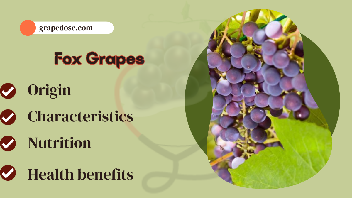 Image showing the Fox Grapes