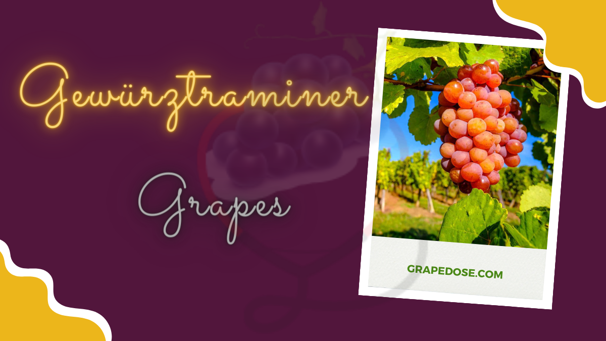 Image showing the Gewürztraminer Grapes