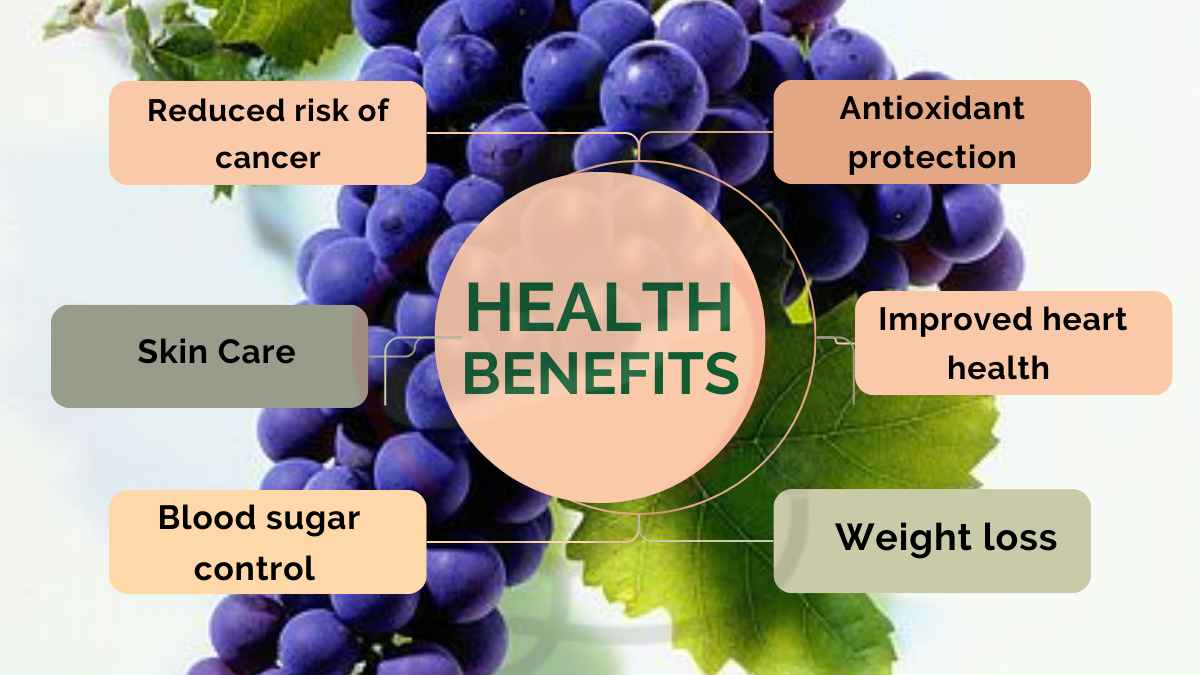 Image showing the Health Benefits of Lemberger grapes