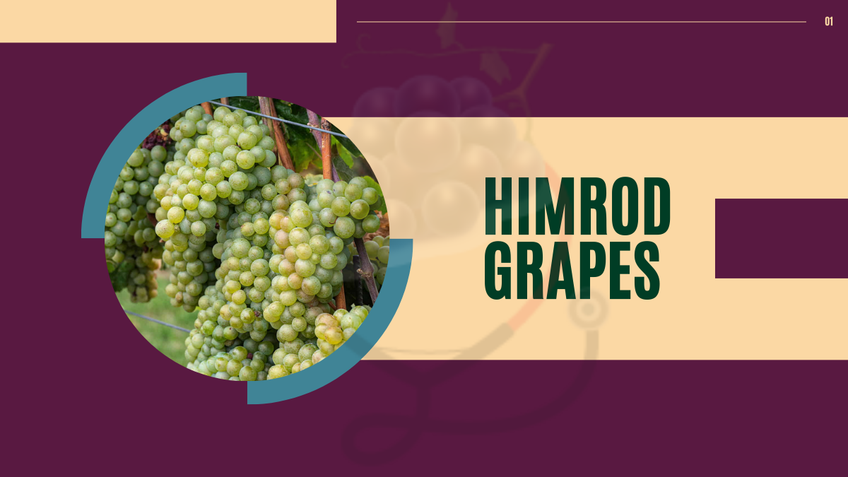 Image showing the Himrod Seedless grapes