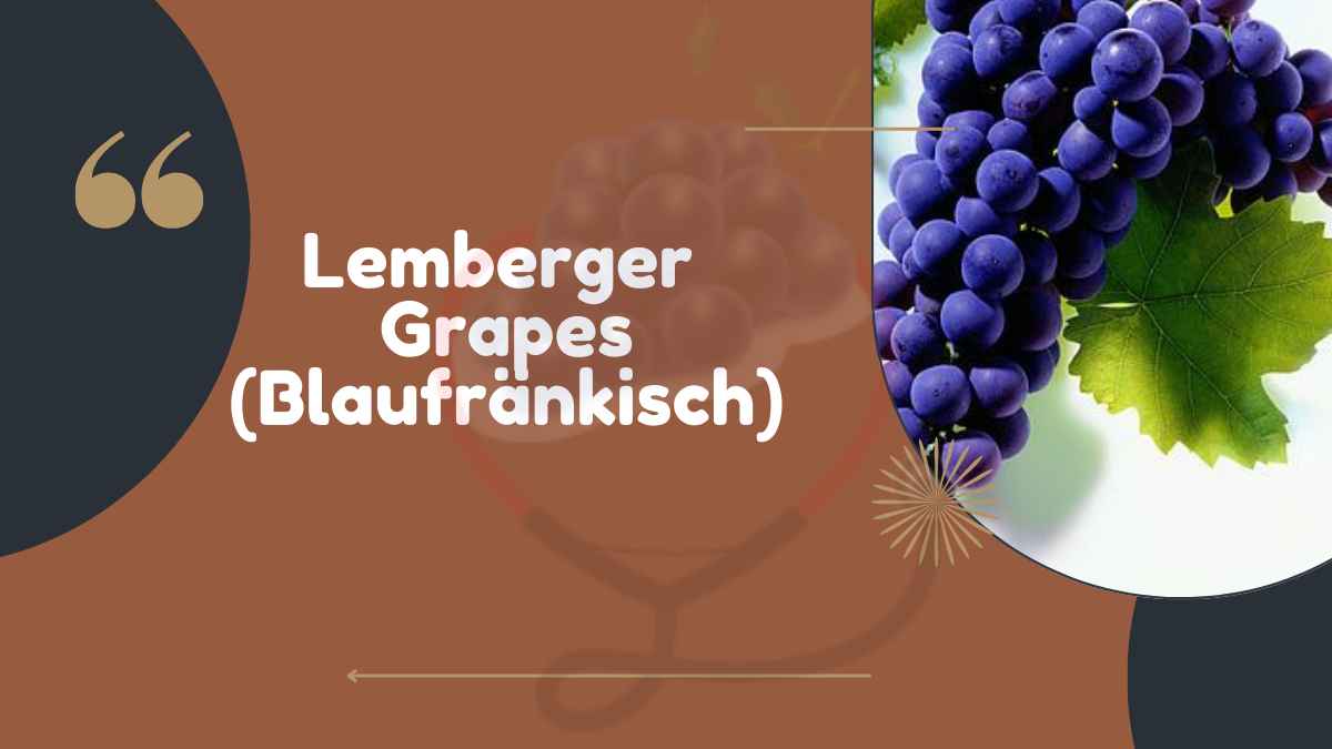 Image showing the Lemberger Grapes