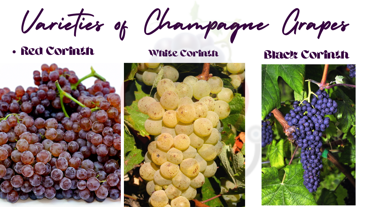 Image showing the Varieties of Champagne Grapes
