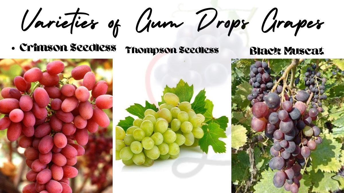 Image showing the Varieties of Gum Drop Grapes