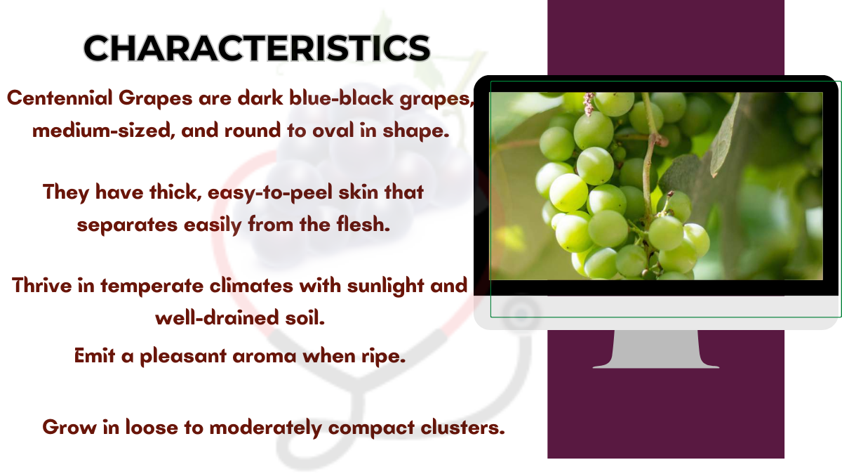 Image showing the Characteristics of Centennial Grapes