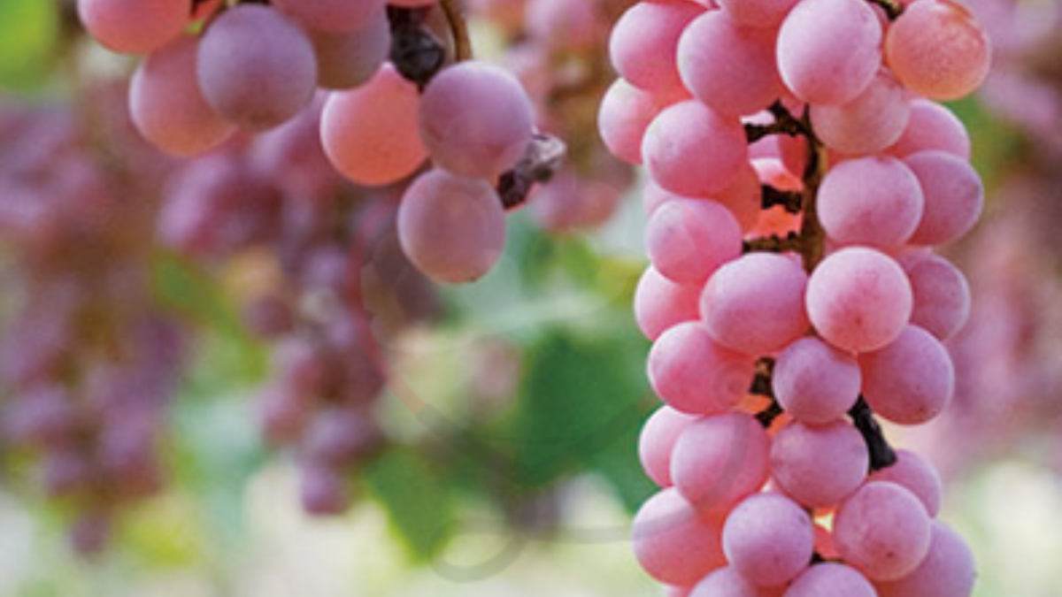 Image showing the Koshu grapes a variety of grapes