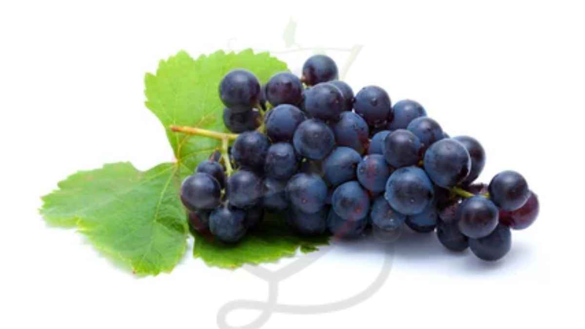 Image showing the Black Grapes