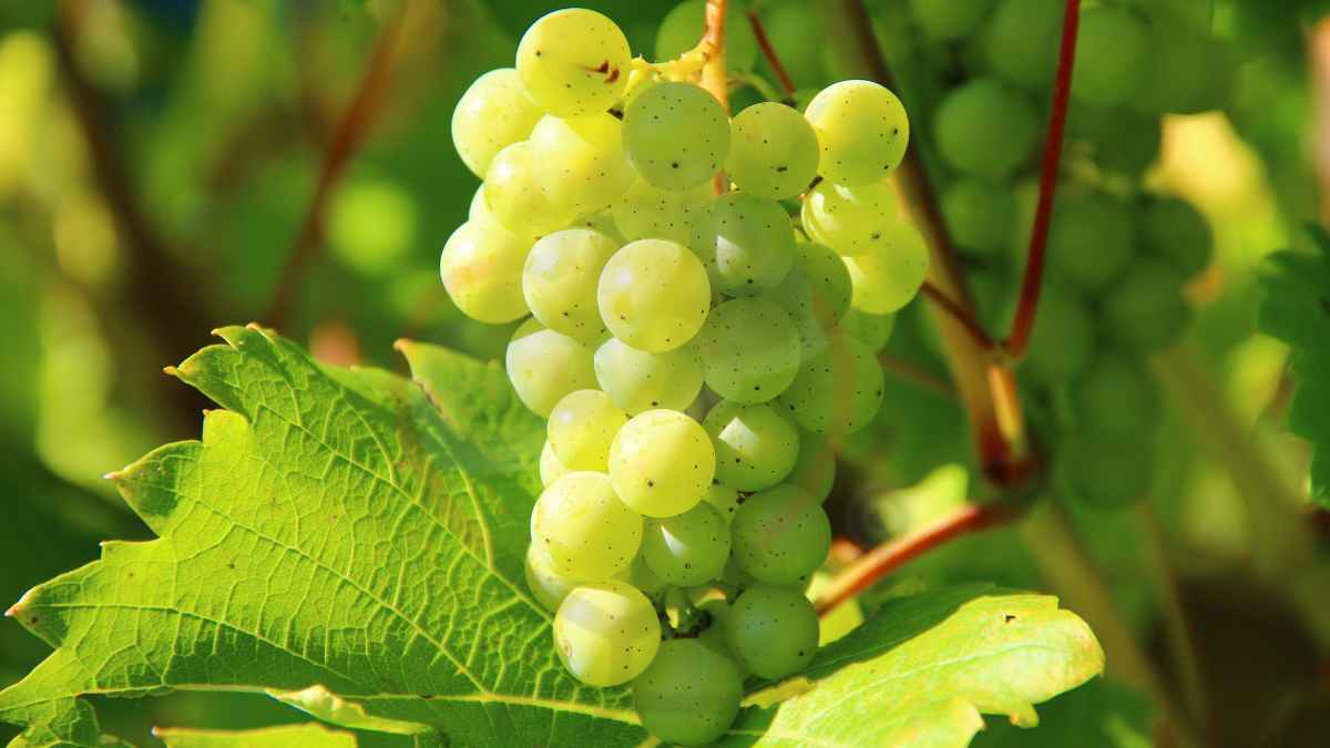 Image showing the Green Grapes