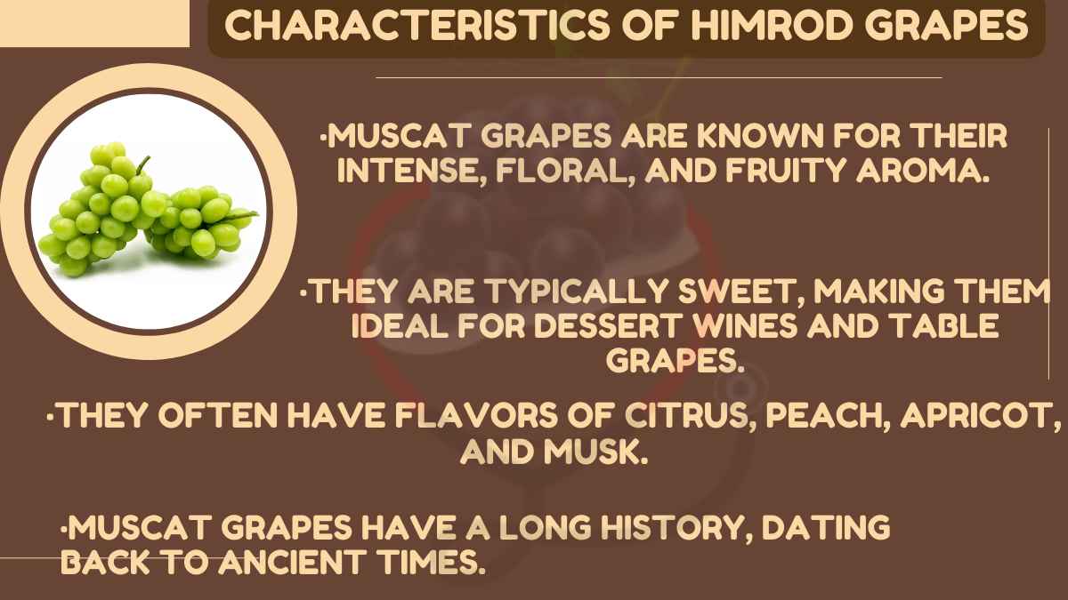 Image showing the Characteristics of Muscat Grapes