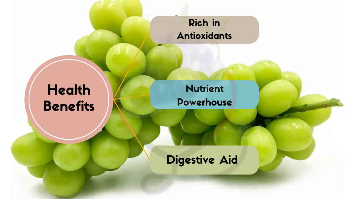 Image showing the Health Benefits of Muscat Grapes