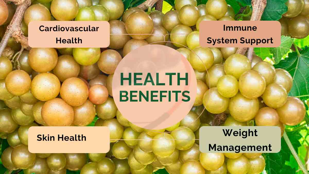 Image showing the Health Benefits of Muscadine Grapes