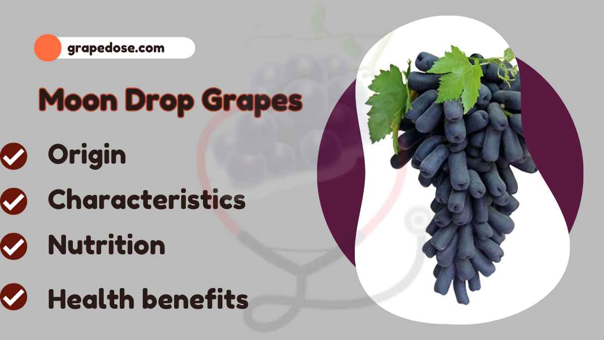 Moon Drop Grapes Origin Nutrition Benefits