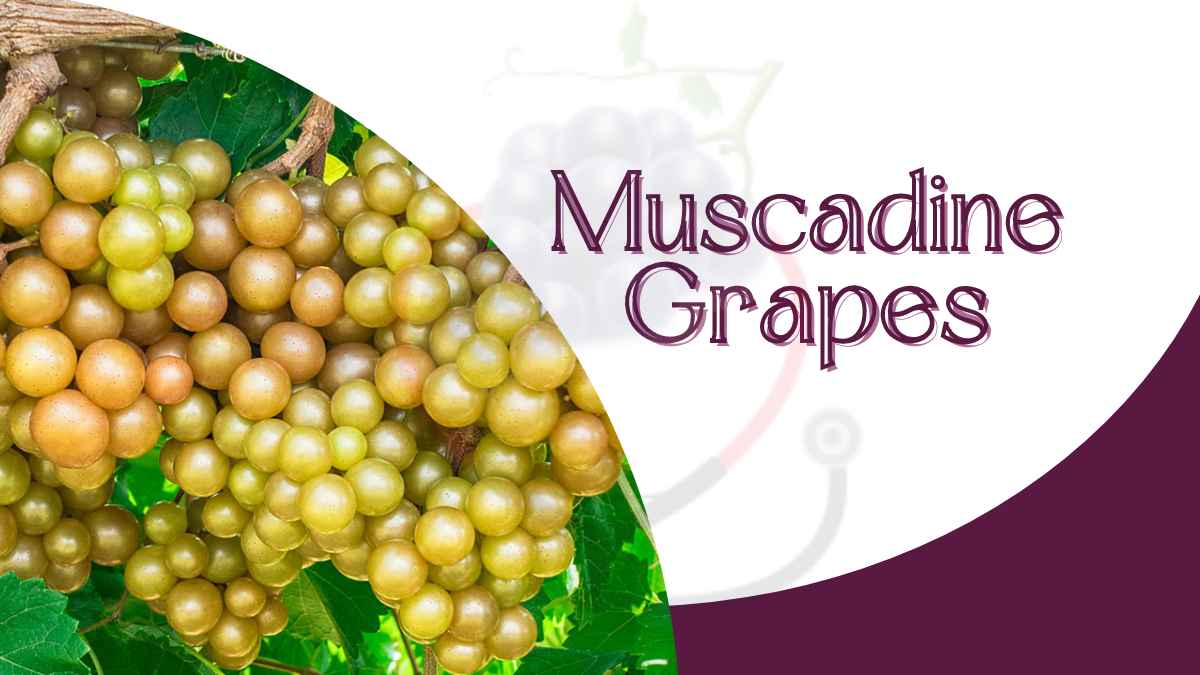 Image showing the Muscadine Grapes- Type of grapes