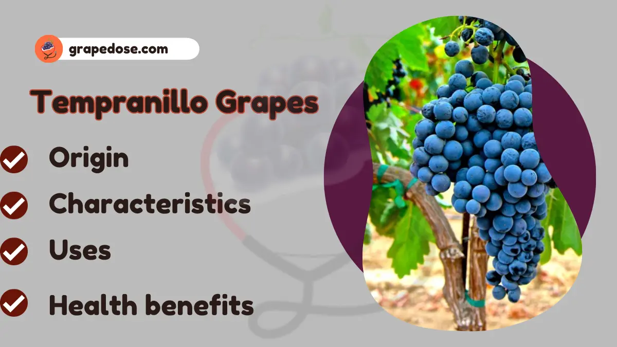 Image showing Tempranillo Grapes- A type of grapes