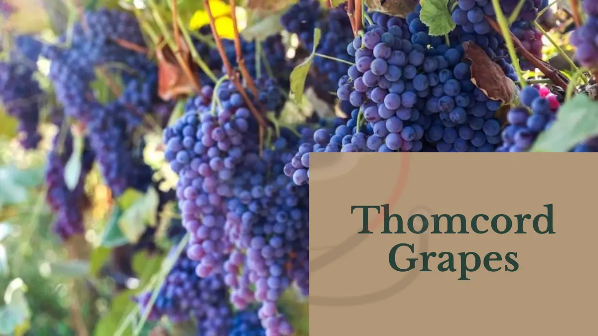 Image showing Thomcord Grapes- A type of grapes