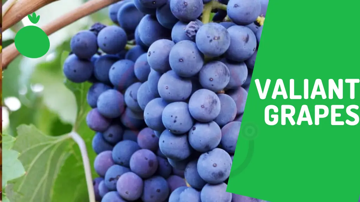 Image showing Valiant Grapes A type of grapes