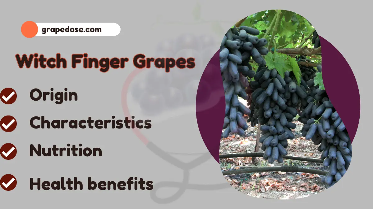 Image showing witch finger grapes- a type of grapes