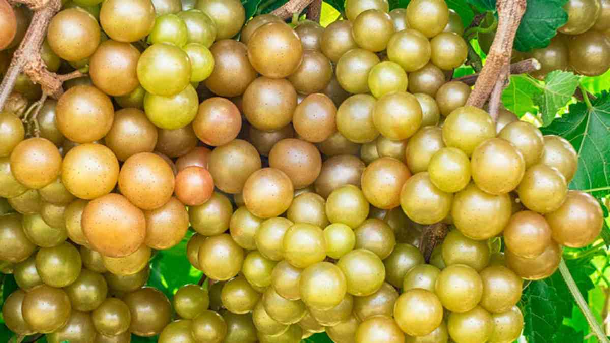 Image showing the Muscadine Grapes