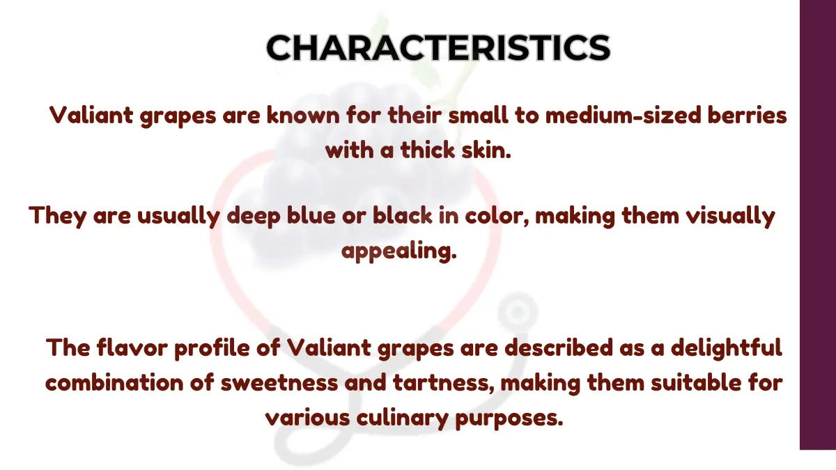 Image showing Characteristics of Valiant Grapes