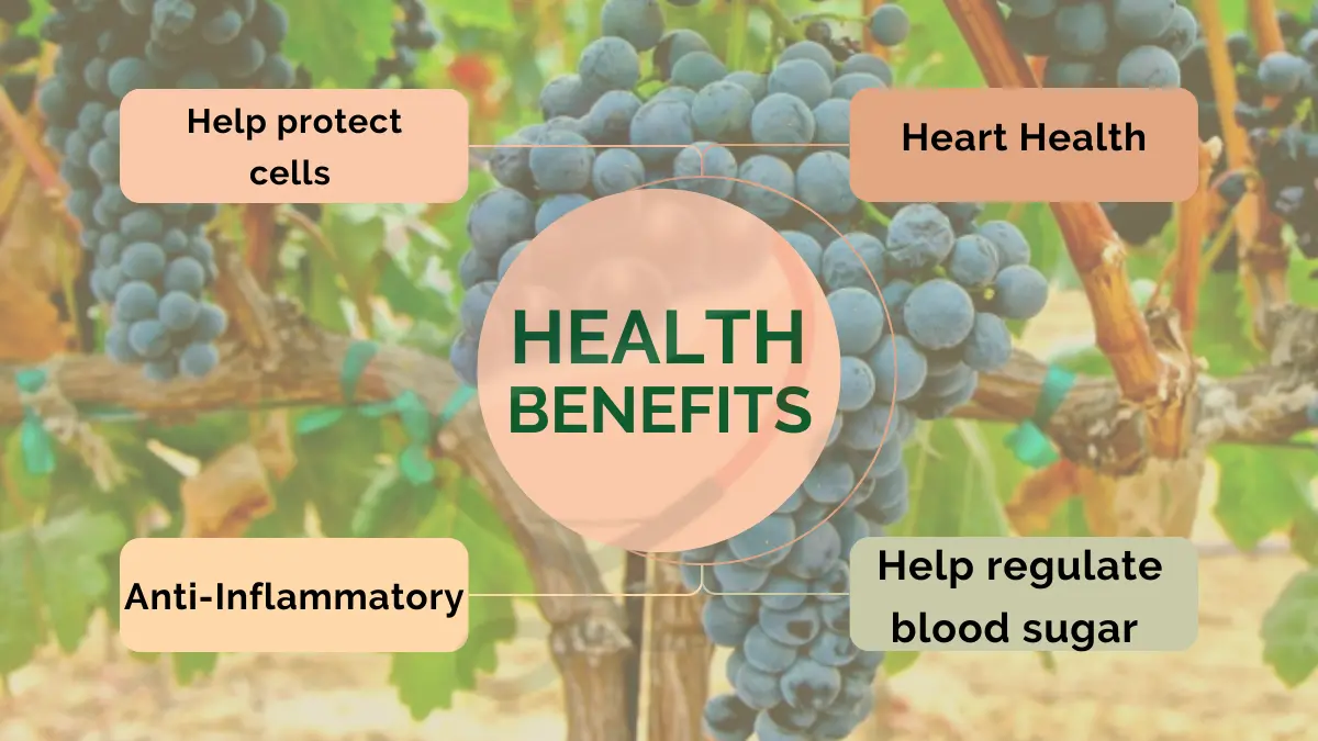 Image showing Health Benefits of Tempranillo Grapes