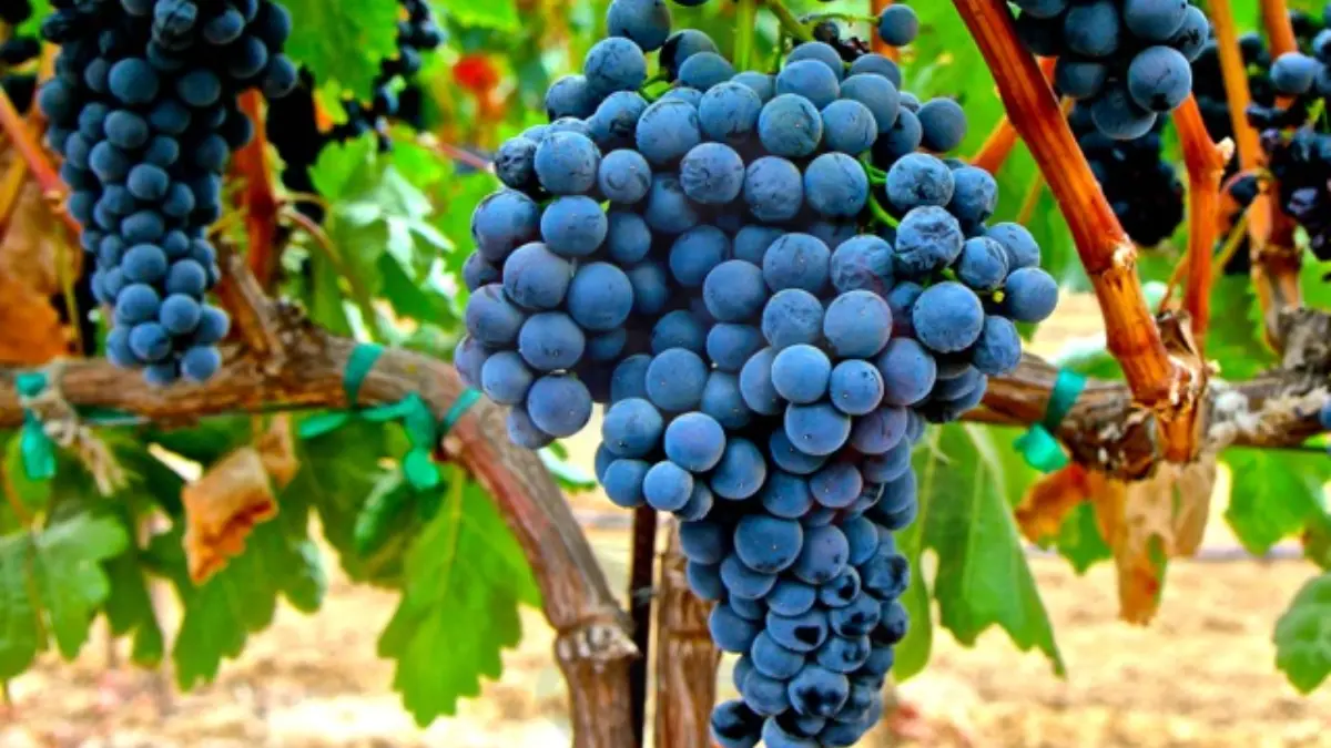 Image showing Tempranillo Grapes
