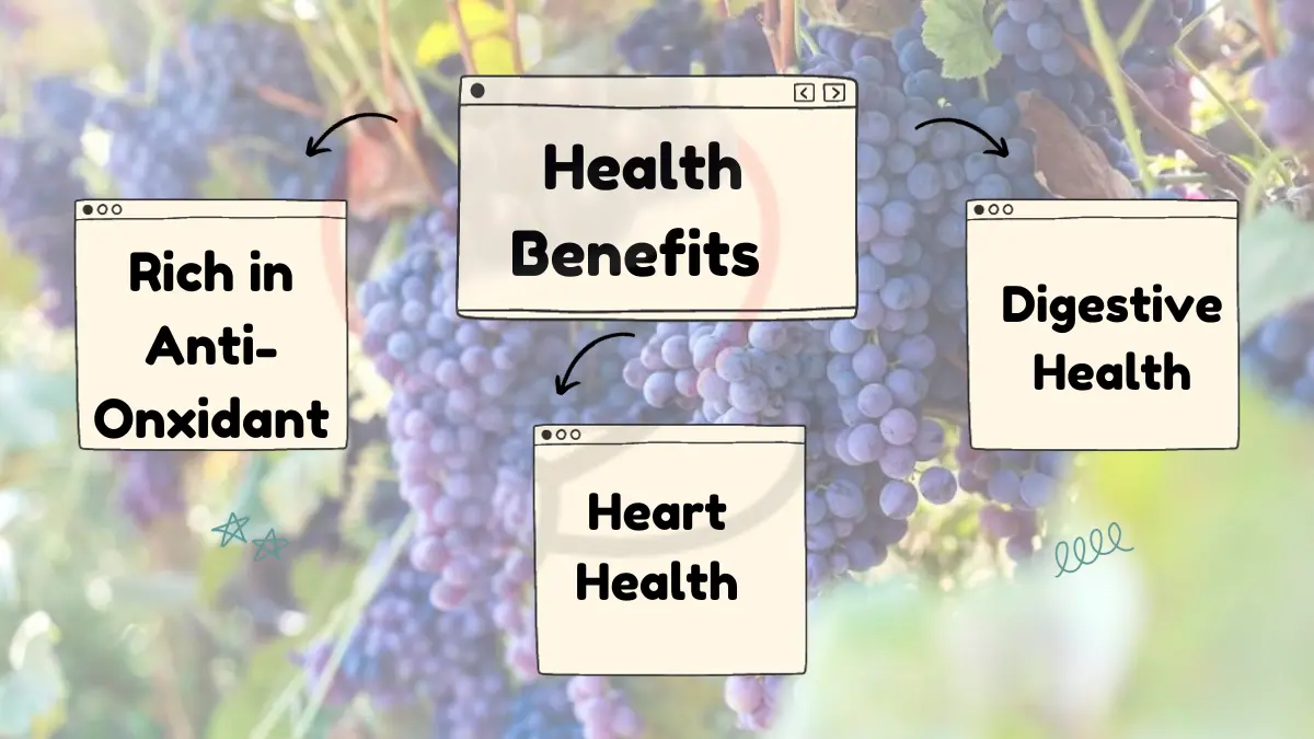 Image showing Health Benefits of Thomcord Grapes