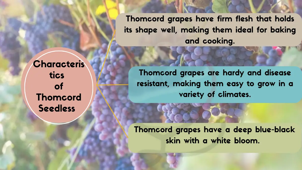 Image showing Characteristics of Thomcord Grapes