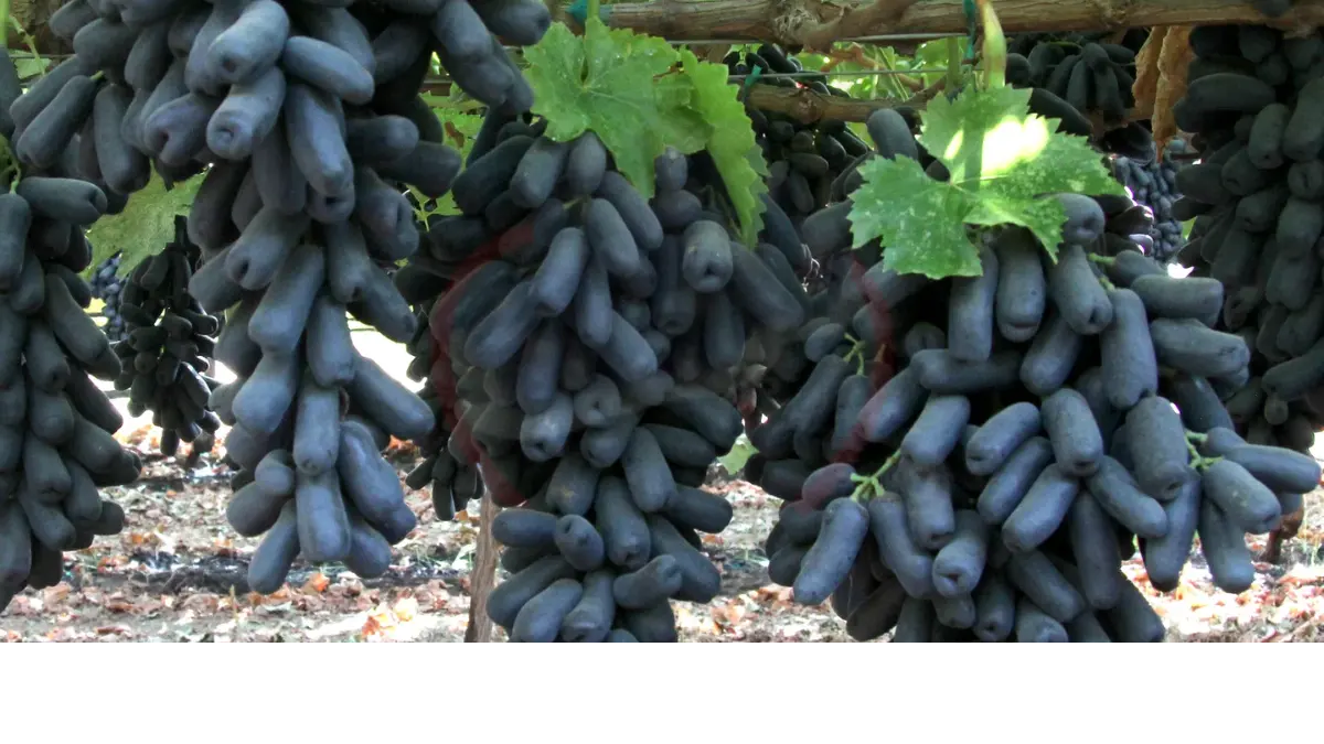 Image showing Witch Finger Grapes