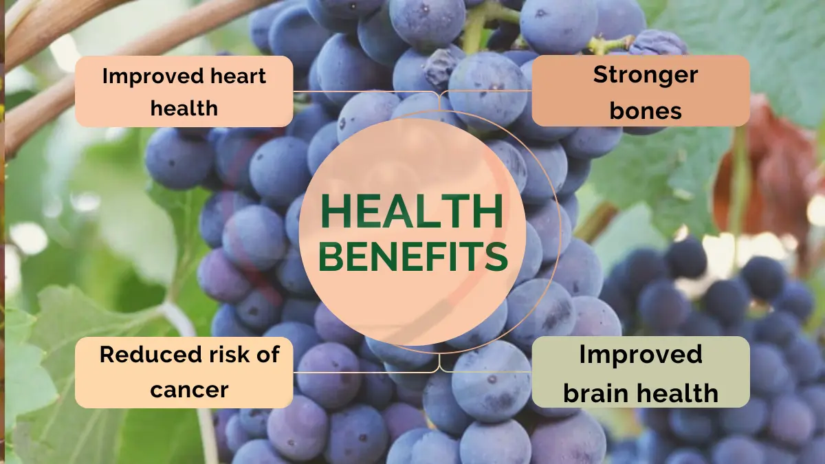 Image showing Health Benefits of Valiant Grapes