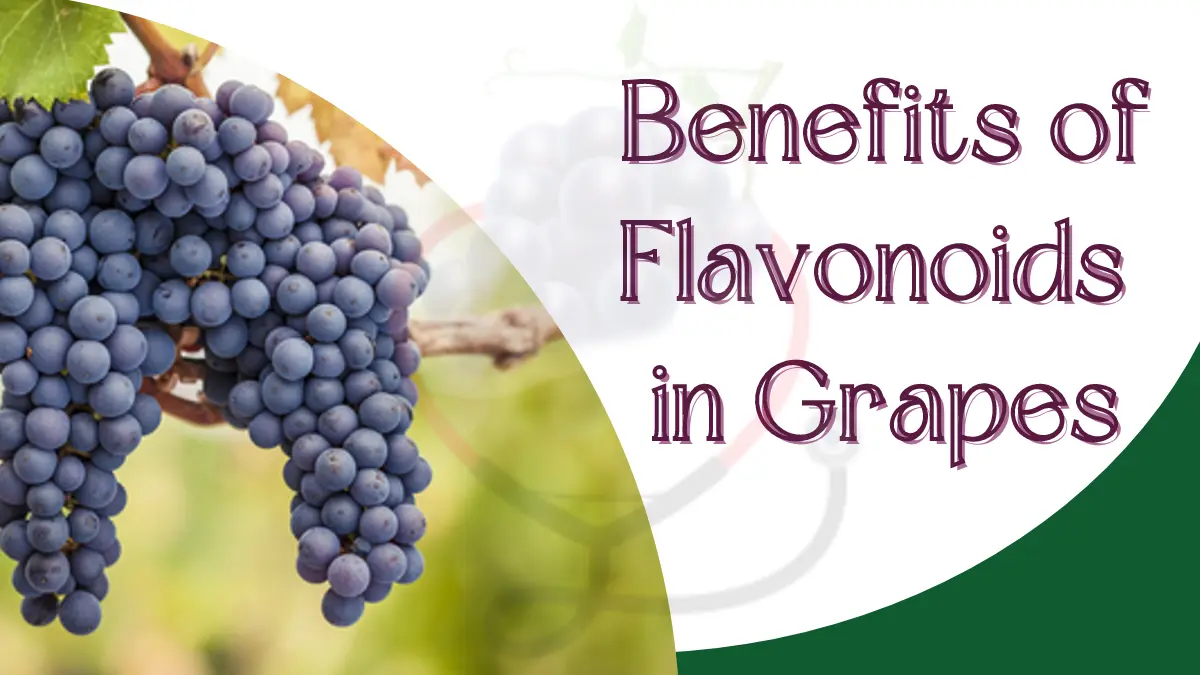 Image showing health Health benefits of flavonoids