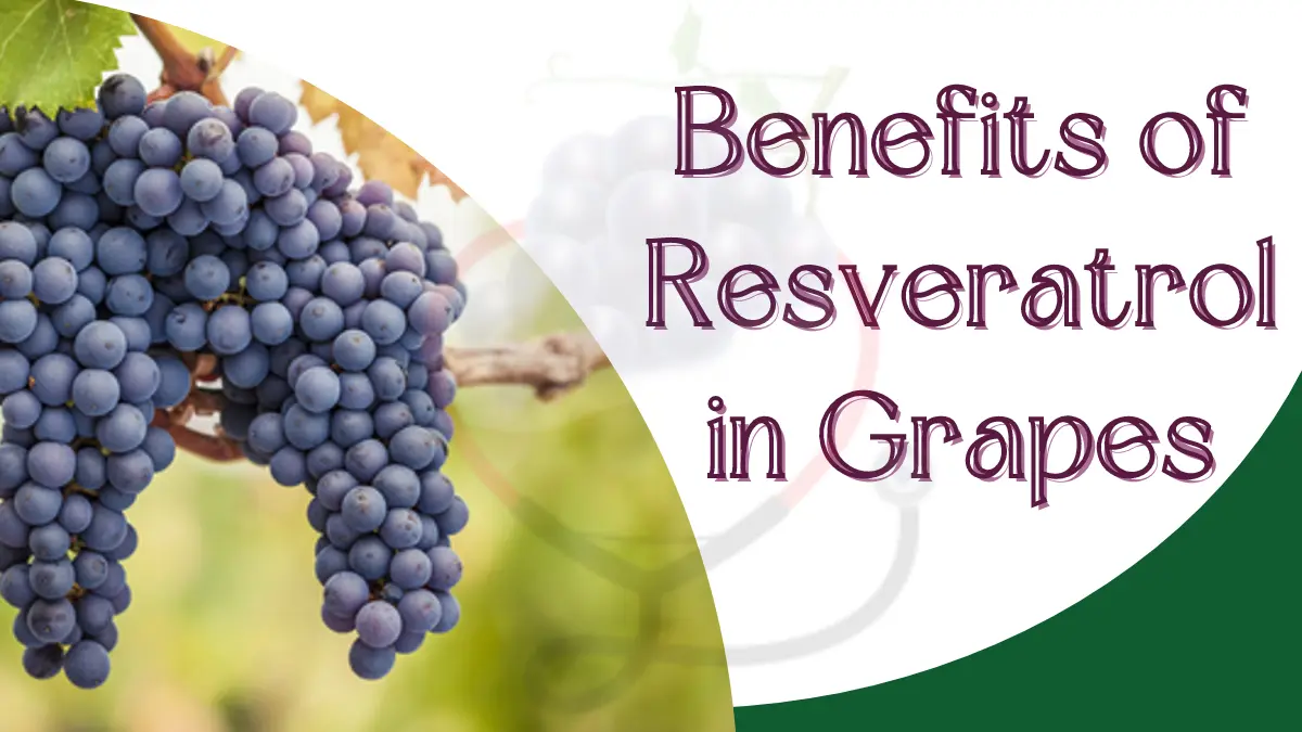 Image showing health benefits of resveratrol in grapes