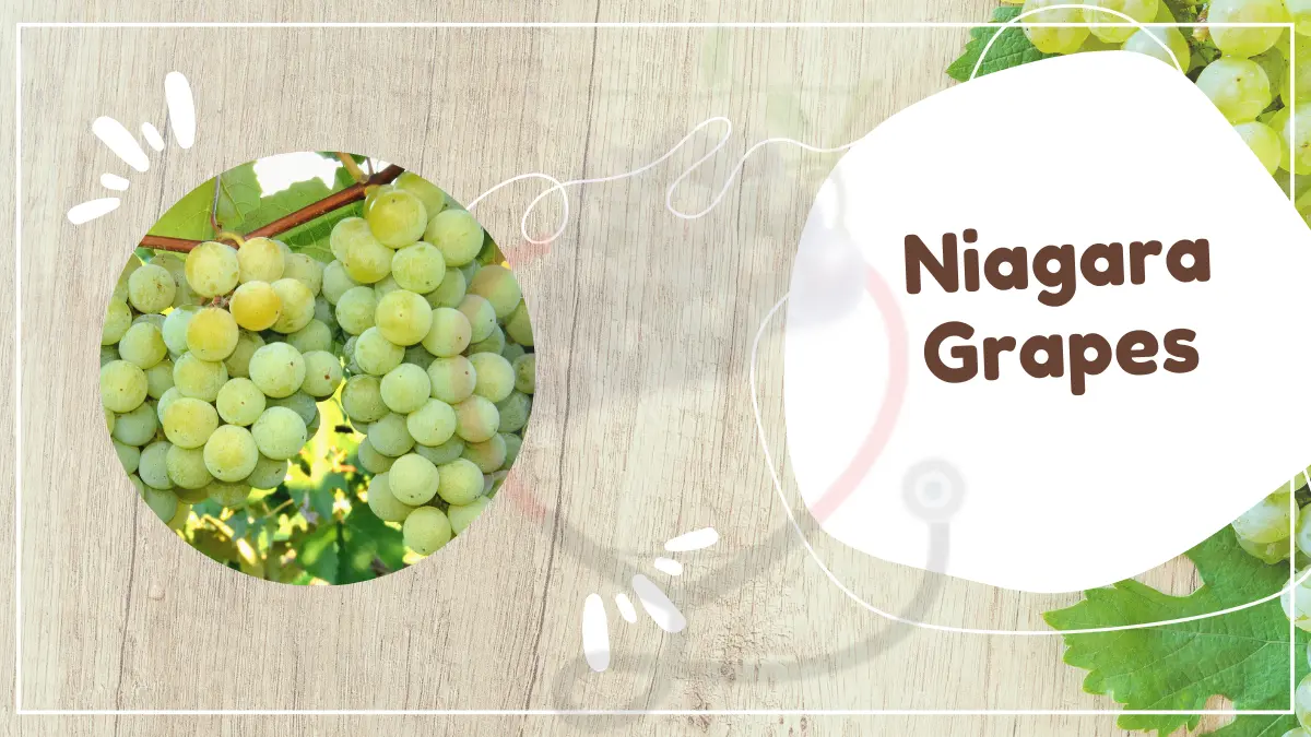 Image showing Niagara grapes a type of grapes