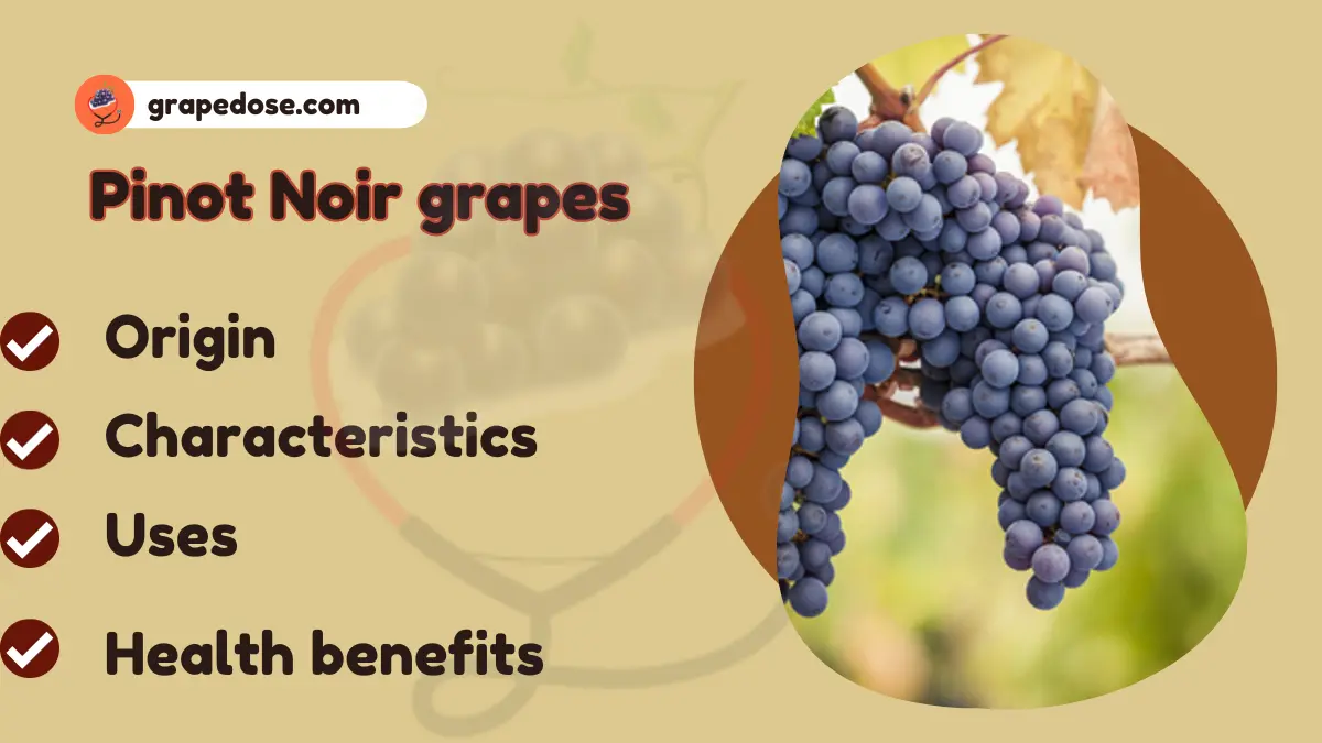 Image showing Pinot Noir Grapes a type of grapes