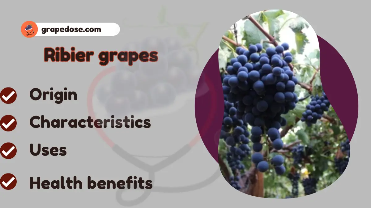 Image showing Ribier Grapes a type of grapes