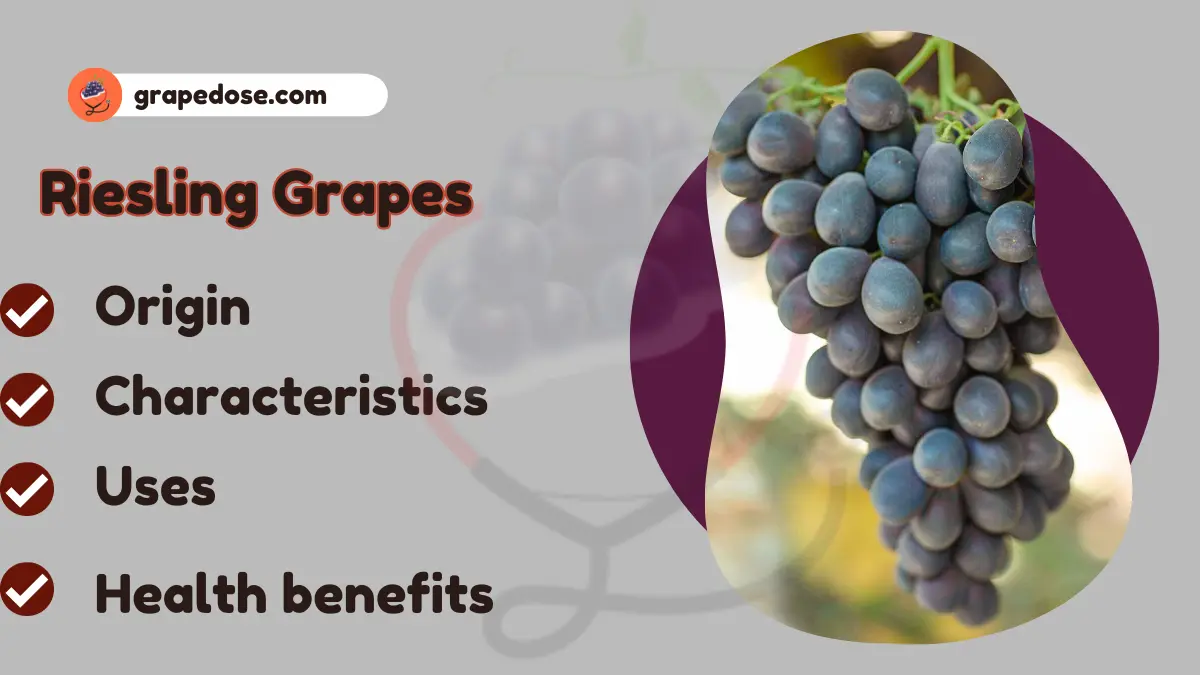 Image showing Riesling grapes- A type of Grapes