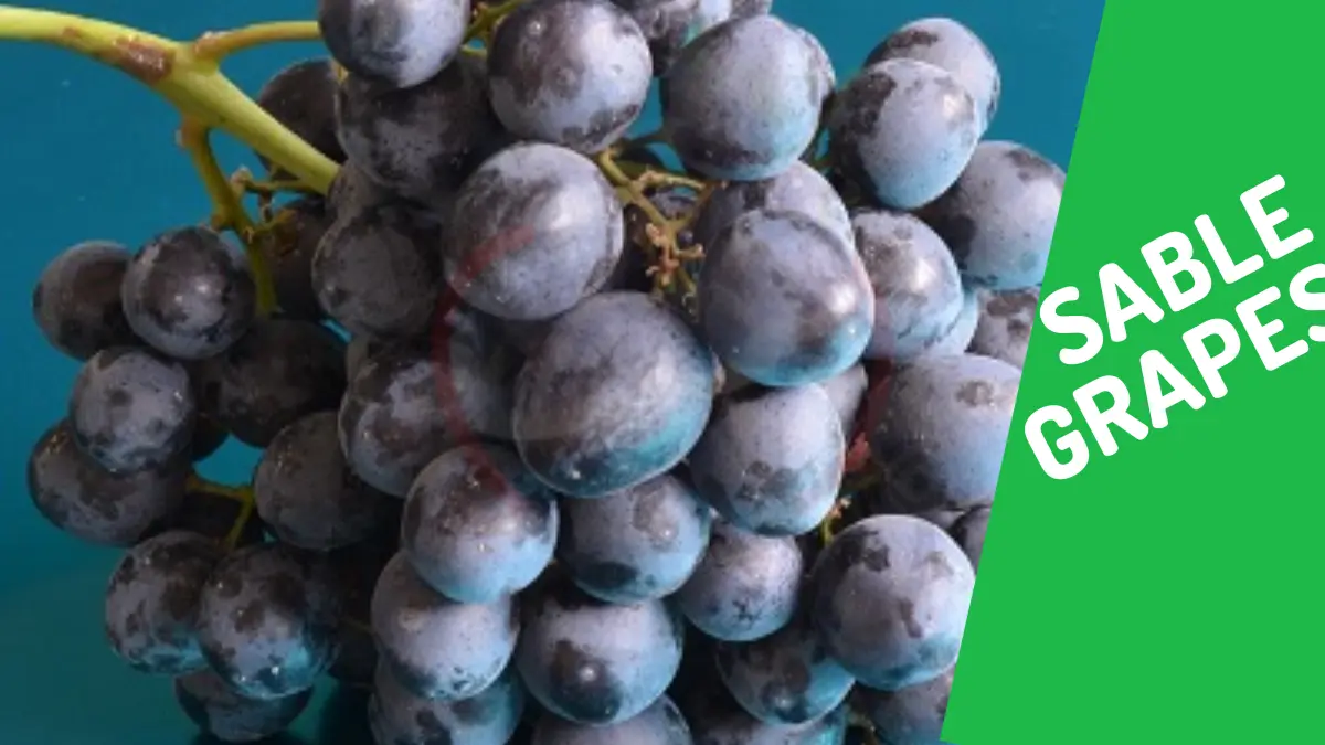 Image showing the sable grapes a type of grapes
