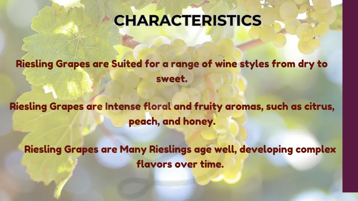 Image showing Characteristics of Riesling Grapes