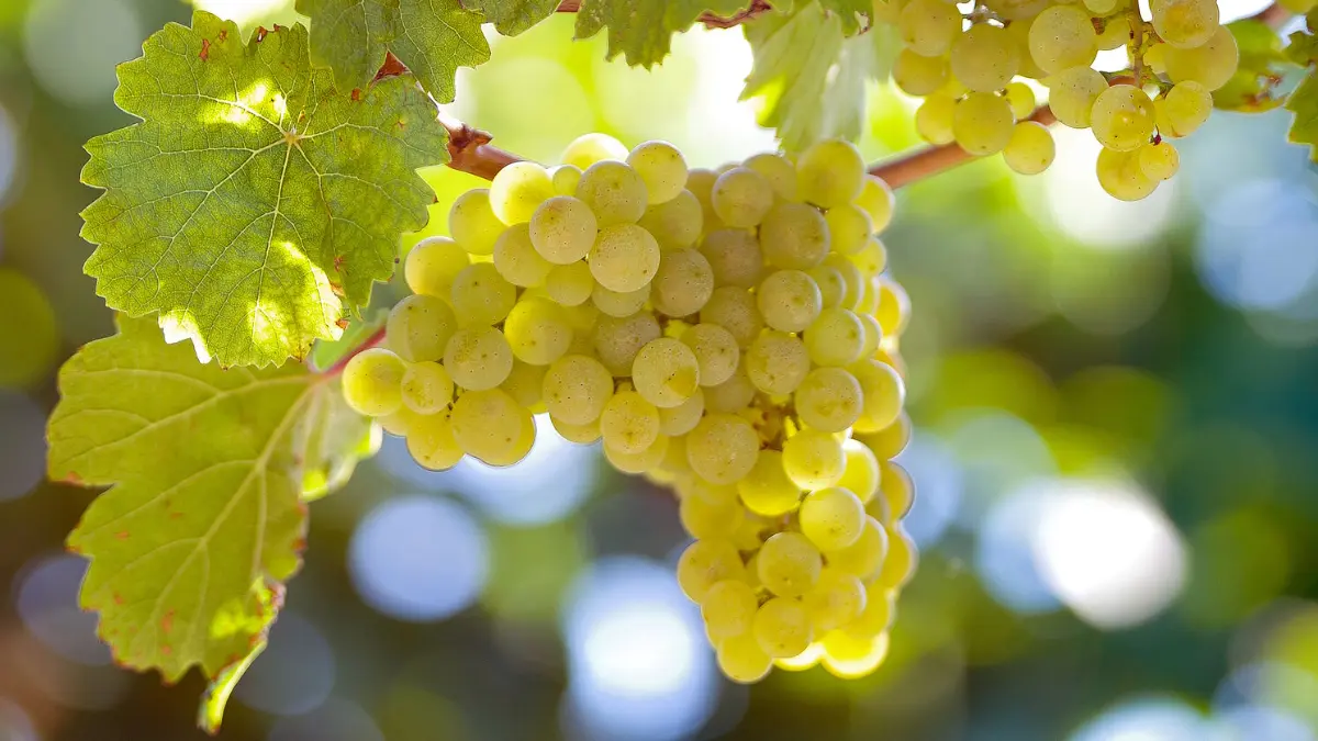 Image showing Riesling grapes