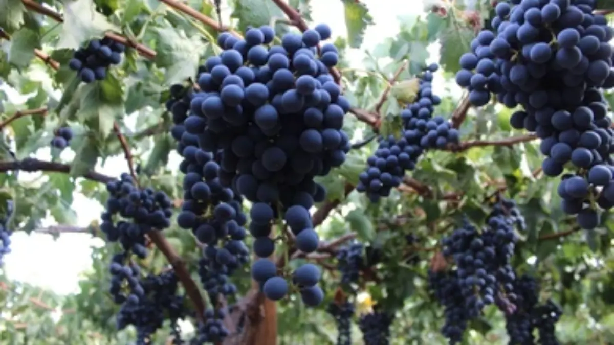 Image showing Ribier grapes
