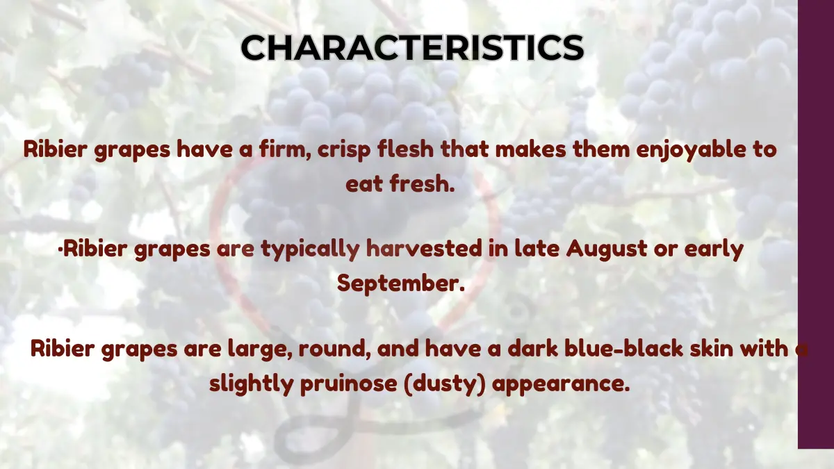 Image showing Characteristics of Ribier grapes