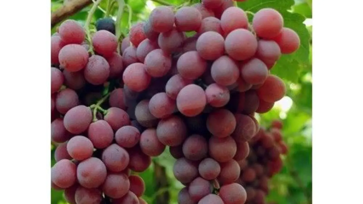 Image showing Red Globe Grapes