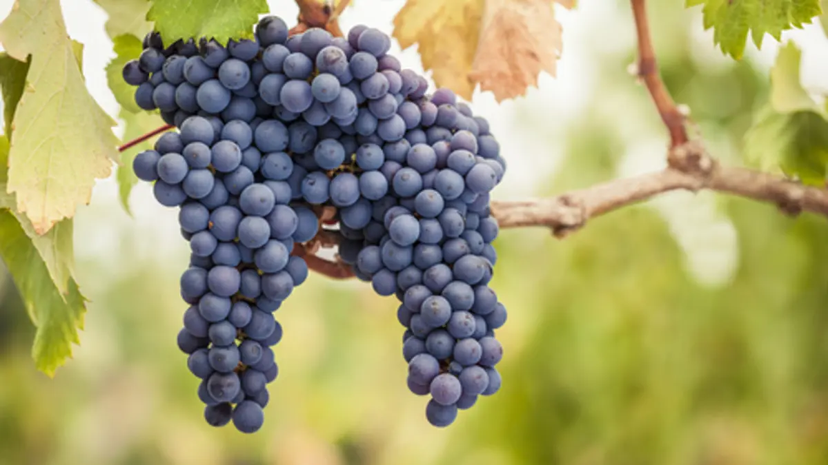 Image showing Pinot Noir Grapes