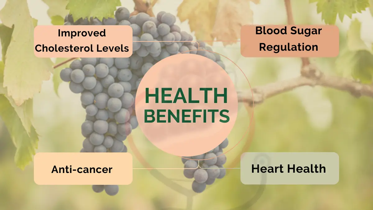 Image showing Health Benefits of Pinot Noir Grapes 