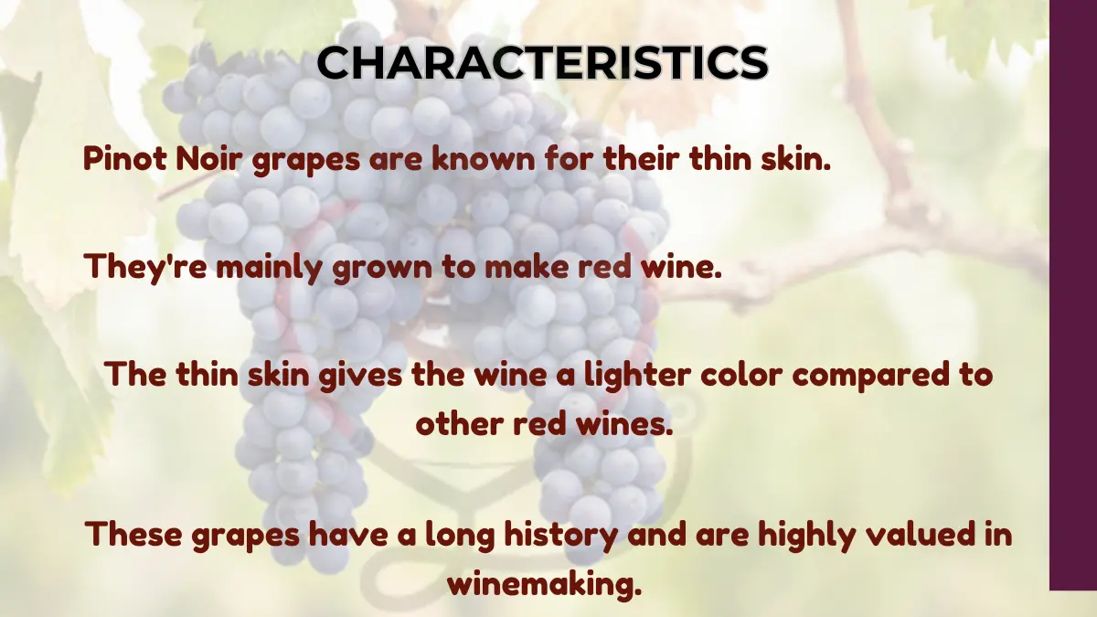Image showing Characteristics of Pinot Noir Grapes