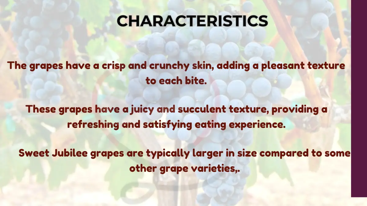 Image showing Characteristics of Sweet Jubilee grapes