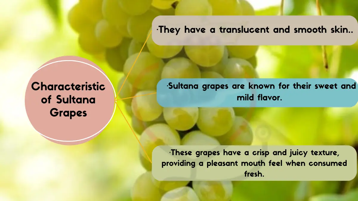 Image showing Characteristics of Sultana Grapes